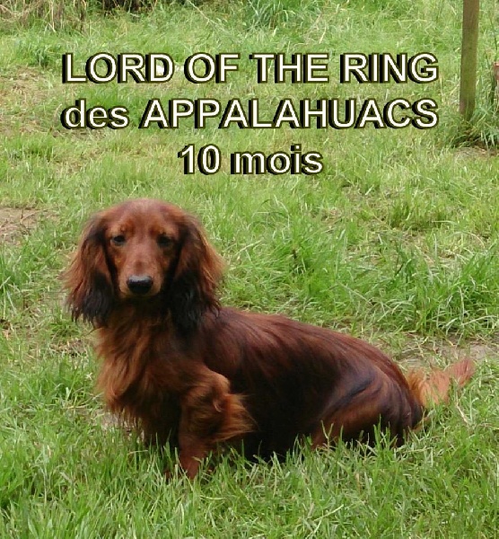Lord of the ring des Appalahuacs