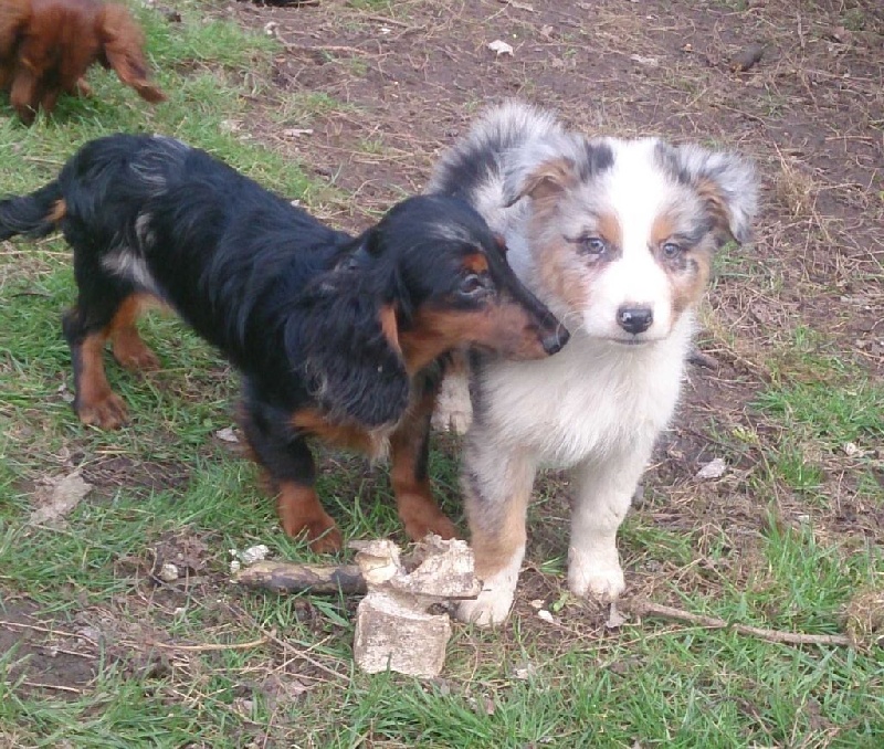 des Appalahuacs - Berger Australien - Portée née le 29/01/2016