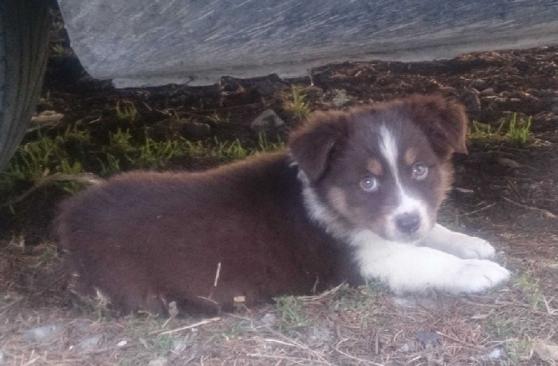 des Appalahuacs - Berger Australien - Portée née le 13/06/2015